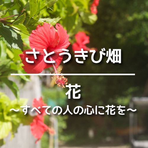 さとうきび畑・花