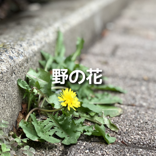 野の花