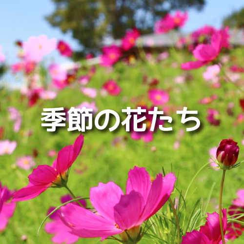 季節の花たち